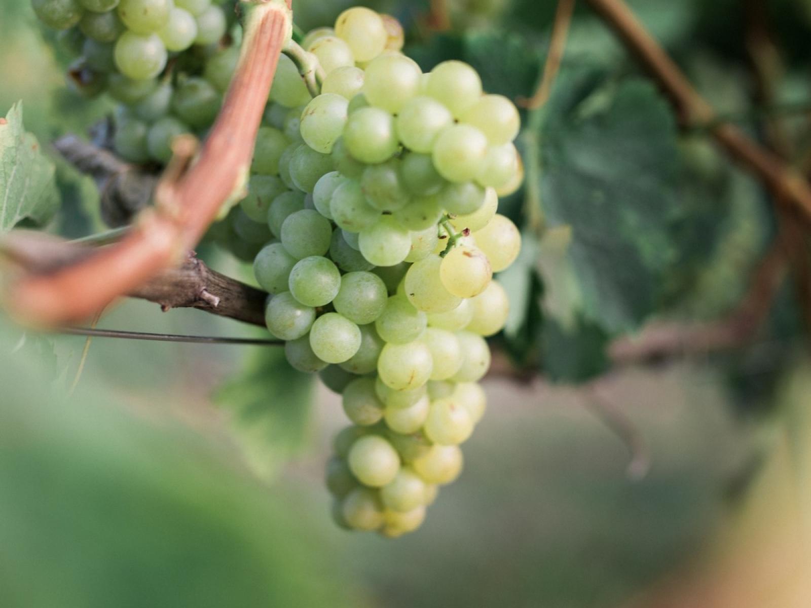 Südsteiermark Weingarten