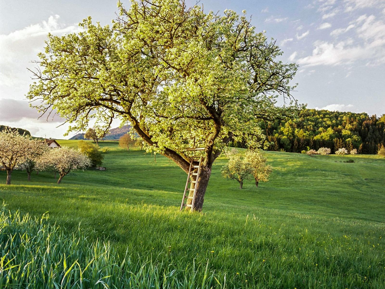 Baum im Feld