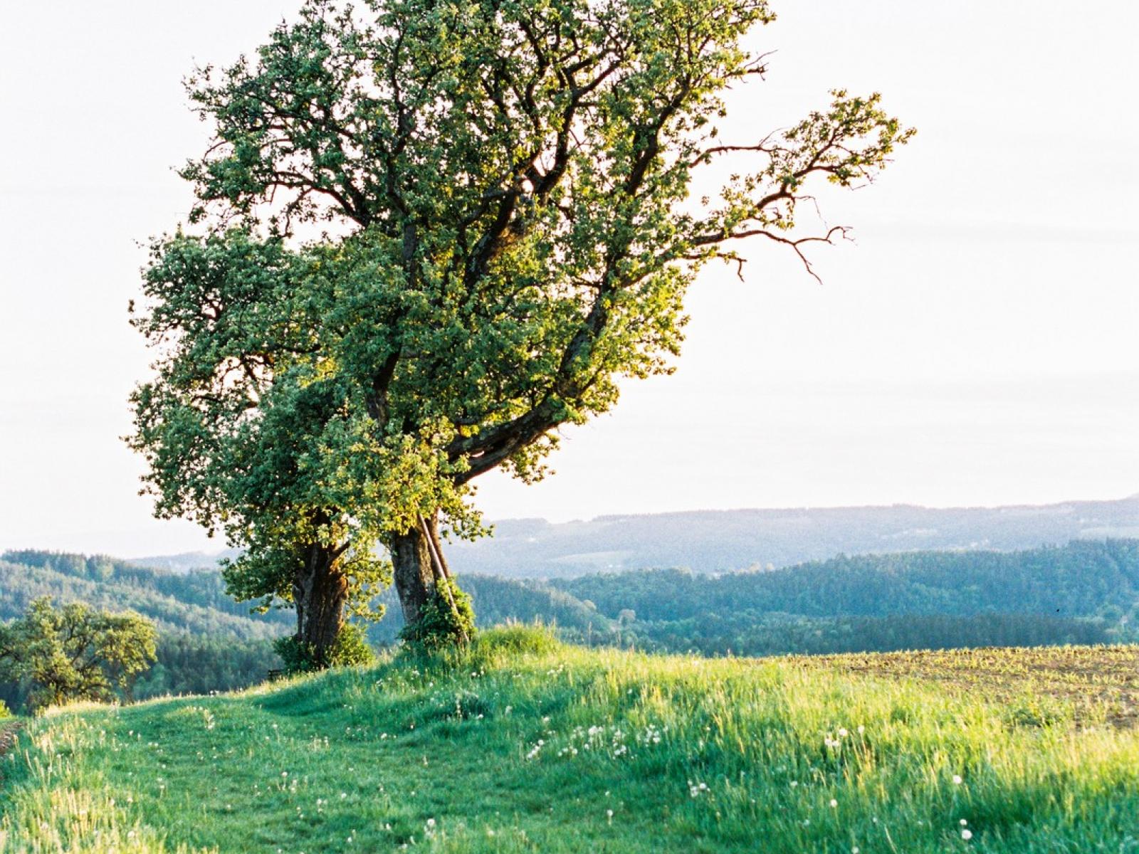 Baum in der Wiese