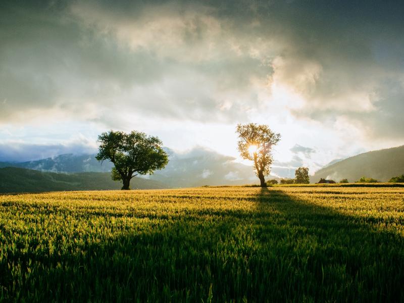 Abendstimmung am Feld